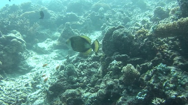 海洋生物拍摄马尔代夫男性视频素材