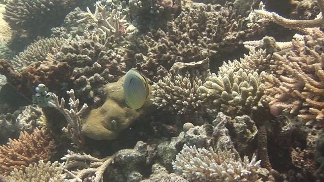 海洋生物拍摄马尔代夫男性视频素材