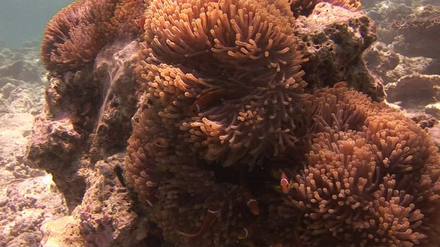 海洋生物拍摄马尔代夫男性视频素材