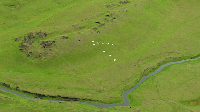 冰岛Kirkjubaejarklaustur，鸟群飞过伪火山口熔岩场视频素材