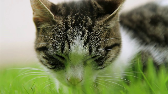 高清:小猫睡在草地上视频素材