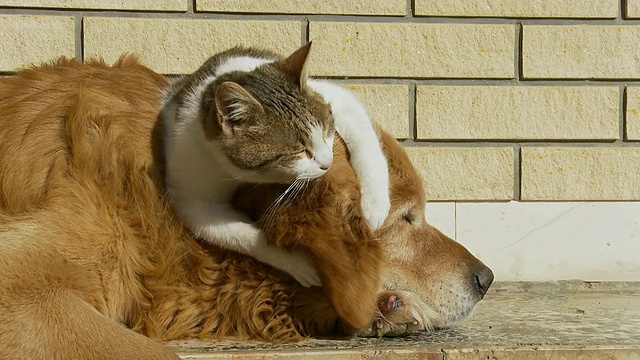 高清:小猫玩狗的耳朵视频素材