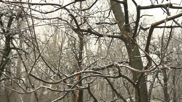 高清超级慢动作:森林里的雪视频素材