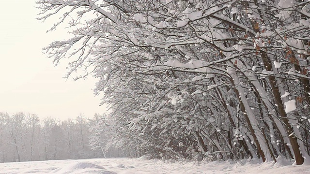 HD超级慢莫:雪从树上落下视频素材