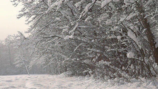 HD超级慢莫:雪掉树视频素材