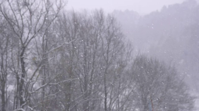 HD超级慢莫:下雪在森林视频素材