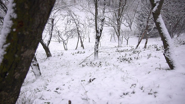 HD超级慢莫:雪花覆盖森林坡视频素材