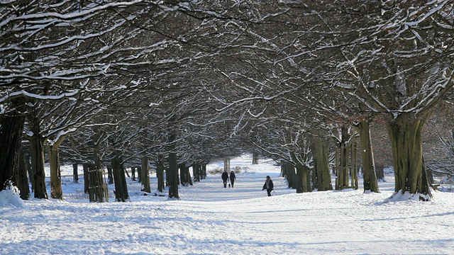 英国伦敦，人们在树下的雪地上行走的照片视频素材