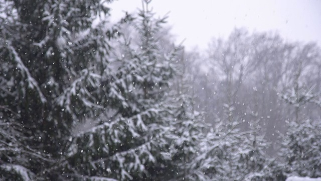 HD超级慢莫:云杉在雪视频素材