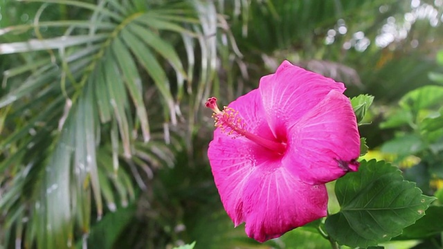 木槿花拍摄/ Paia，夏威夷，美国视频素材