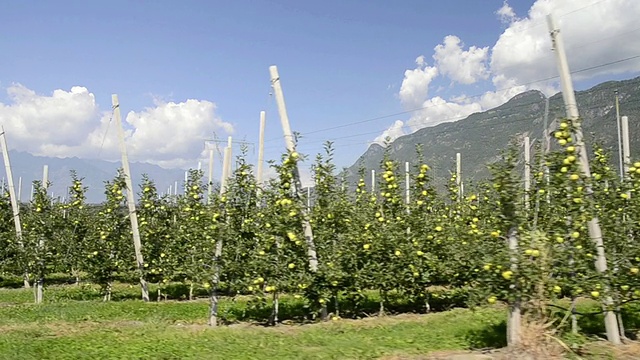 MS POV拍摄于意大利南蒂罗尔，特伦蒂诺，Vilpiano / Merano山对面的苹果园视频素材