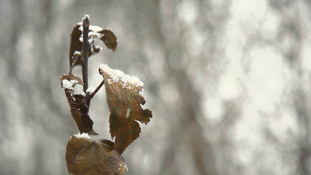 HD超级慢动作:雪覆盖枯叶视频素材