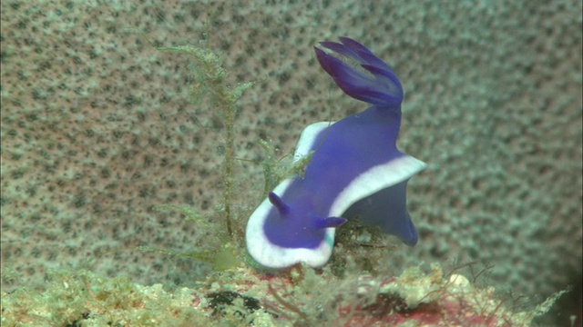 裸鳃科，紫色与白色边缘，Hypselodoris，头向相机在近距离。婆罗洲，马来西亚，东南亚视频素材