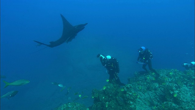 Manta, flyover和科学家采集皮肤样本，墨西哥视频素材