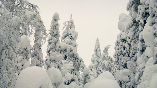 W / S雪森林视频素材