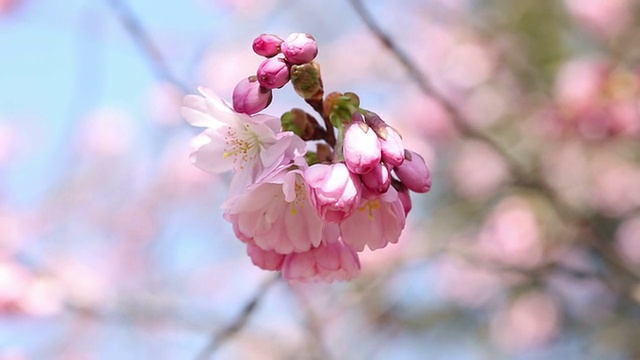 樱花视频素材