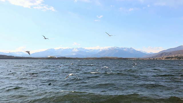 海鸥在湖面温柔的白浪上盘旋视频素材