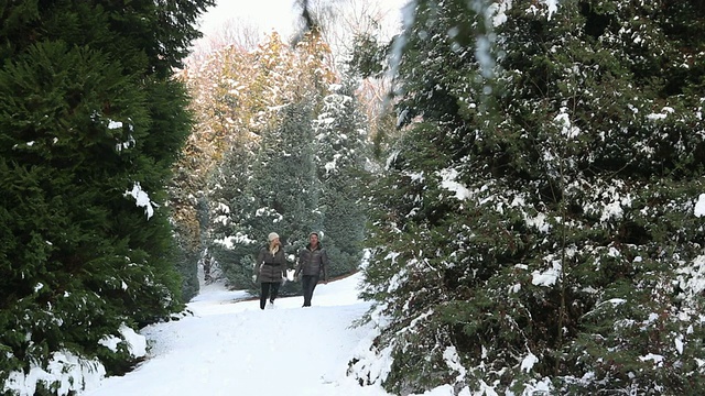 情侣们在针叶林里穿过厚厚的积雪，拍照视频素材