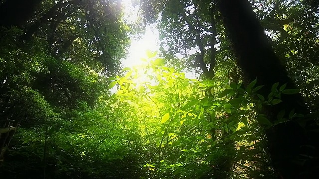 热带雨林，多莉开枪了视频素材