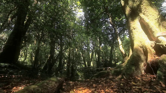 热带雨林，多莉开枪了视频素材