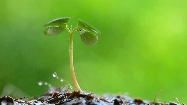 绿芽浇水视频素材