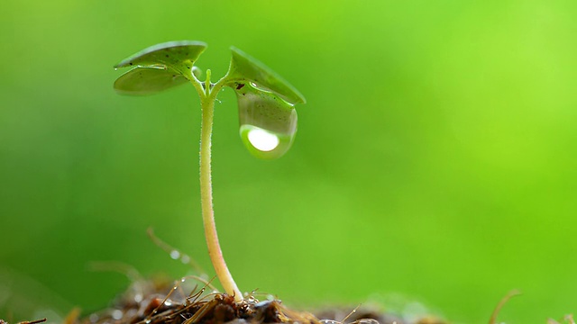 水从绿芽滴落视频素材