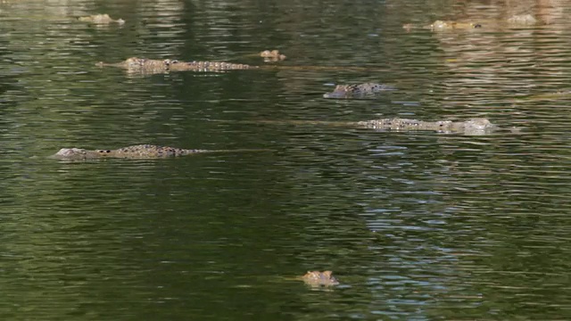 鳄鱼游泳MS集团/北领地，澳大利亚视频素材