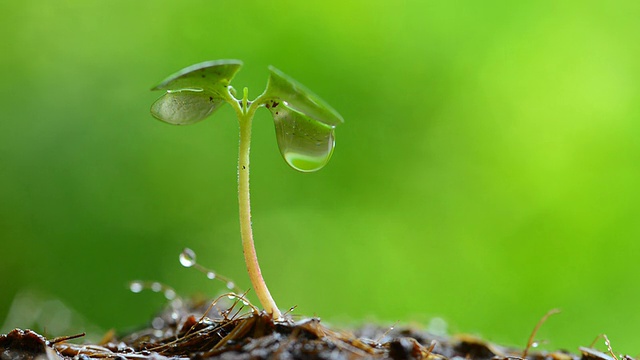 水从绿芽滴落视频素材