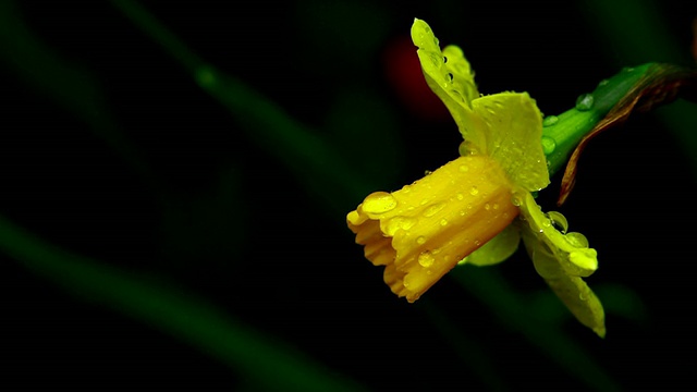 黄色的花视频素材