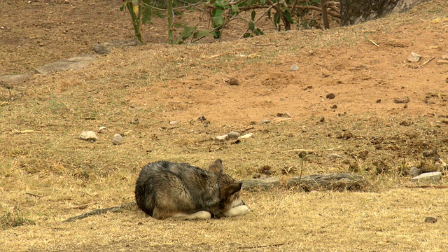 阳光明媚的一天，秘鲁亚马孙农村地区，棕褐色的猪走过睡着的狗[PerÃº]视频素材