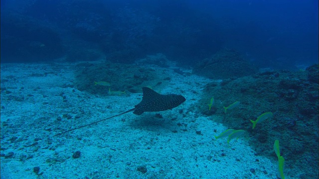 Ray Snappers，哥斯达黎加，太平洋视频素材