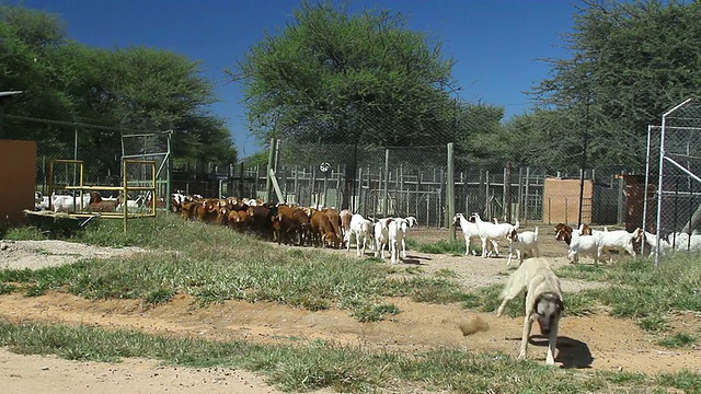 纳米比亚Otjiwarongo, D2440区，山羊们聚在一起离开围栏视频素材