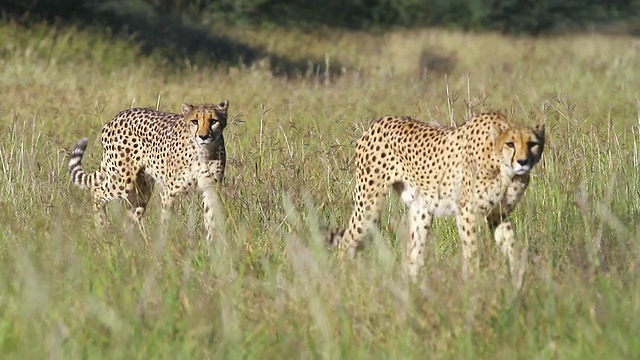 两只猎豹穿过草地/ D2440, Otjiwarongo，纳米比亚视频素材