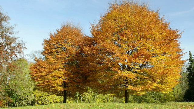 秋天山毛榉(Fagus sylvatica)多彩的叶子/德国巴伐利亚州兰兹胡特视频素材