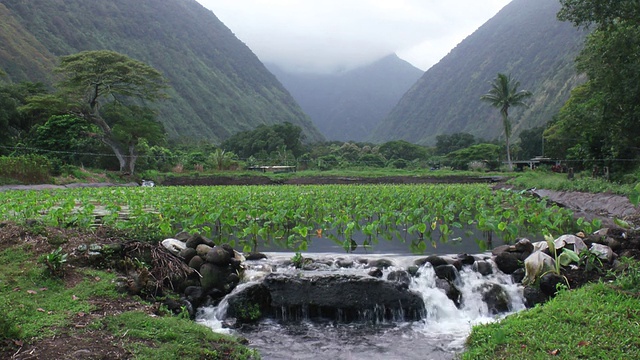 美国夏威夷，茂密的热带瀑布周围的山脉视频素材