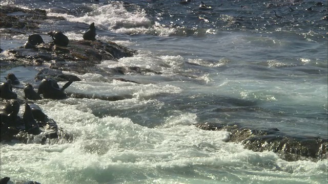 海角海狗，海豹岛，在冲浪区，南非视频素材