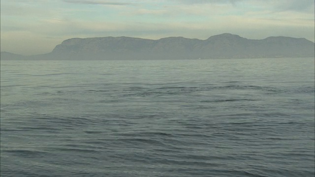 南非，海豹在海面上捕食白鲨，视频素材