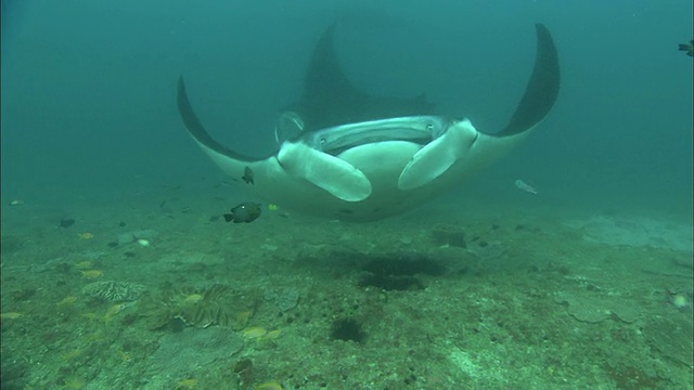 Manta，眼睛和头部特写，莫桑比克视频素材