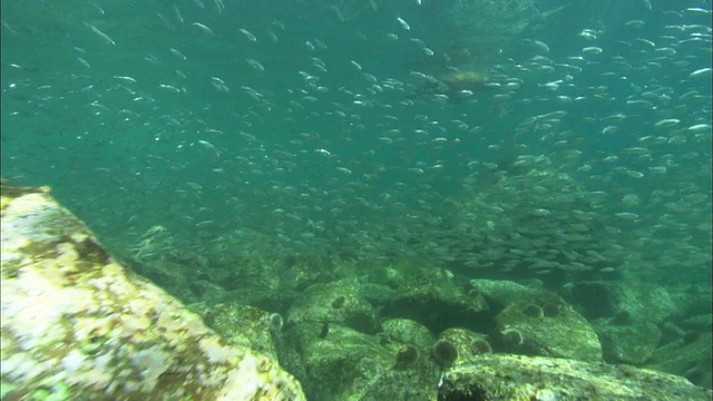 海狮镜头。墨西哥视频素材