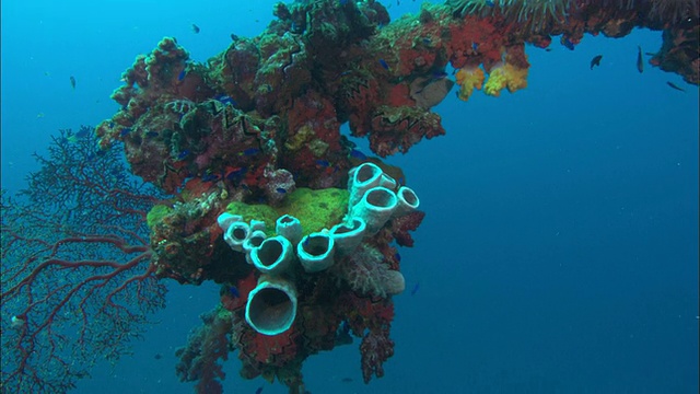 Hoki, Post, Sponge, Chuuk Lagoon，南太平洋视频素材