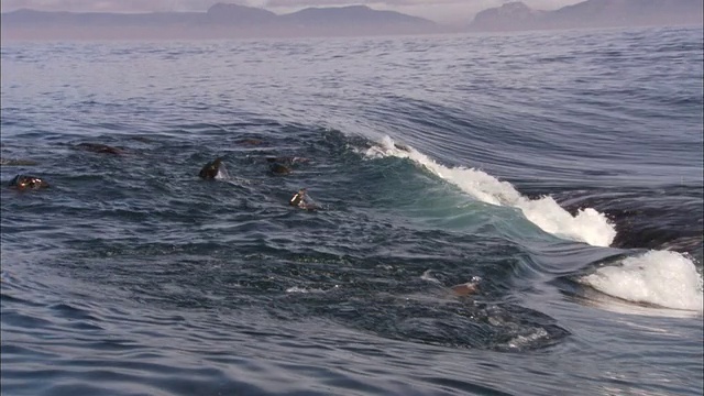 海角海狗，海豹岛，西蒙敦，南非视频素材