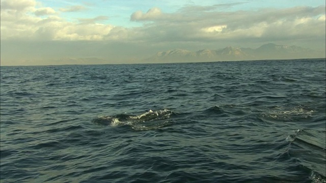 Cape Fur Seals，离开南非海豹岛视频素材