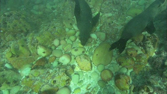 Cape Fur Seals，南非，Gansbaai视频素材