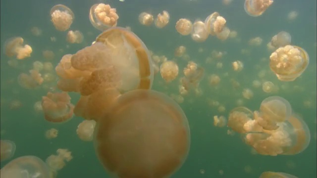 水母湖，南太平洋，帕劳视频素材