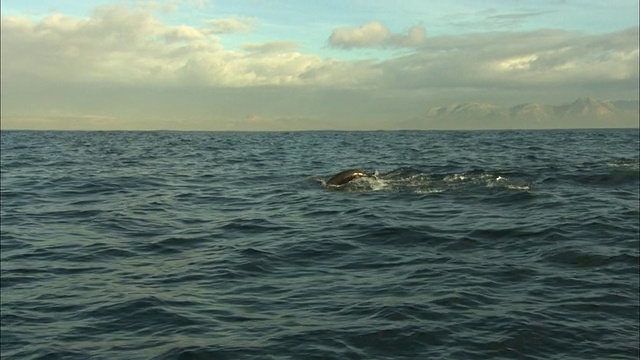 Cape Fur Seals，离开南非海豹岛视频素材