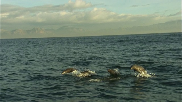 Cape Fur Seals，离开南非海豹岛视频素材