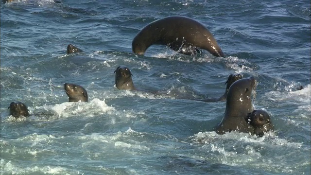 南非西蒙敦，海豹岛，小海豹在海浪中嬉戏视频素材