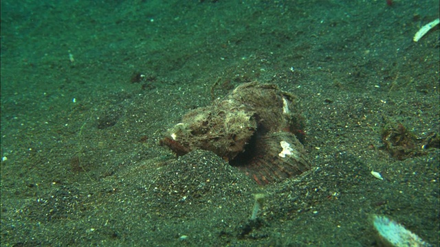 Scorpionfish, Dwarf White devil，在淤泥底部，近距离拍摄，印度尼西亚视频素材