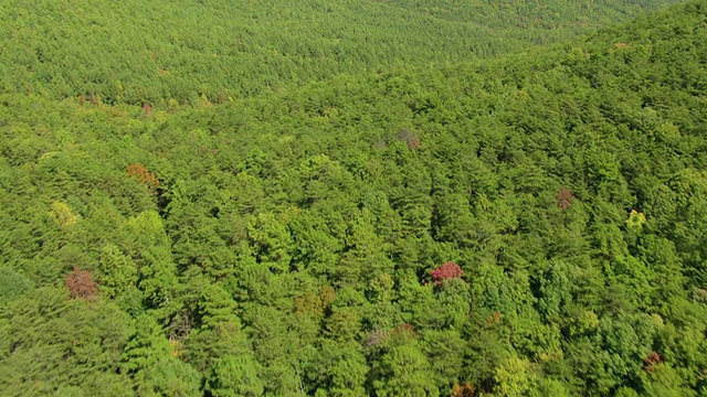 美国亚拉巴马州克莱伯恩县塔拉迪加国家森林森林山谷的WS AERIAL TU图视频素材