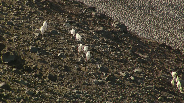 美国华盛顿圣海伦斯山岩石斜坡上的一群山山羊视频素材